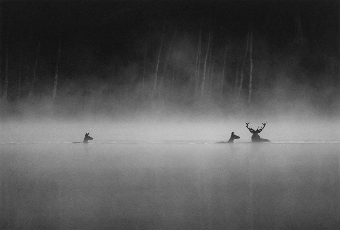 LE CHANT DES FORÊTS