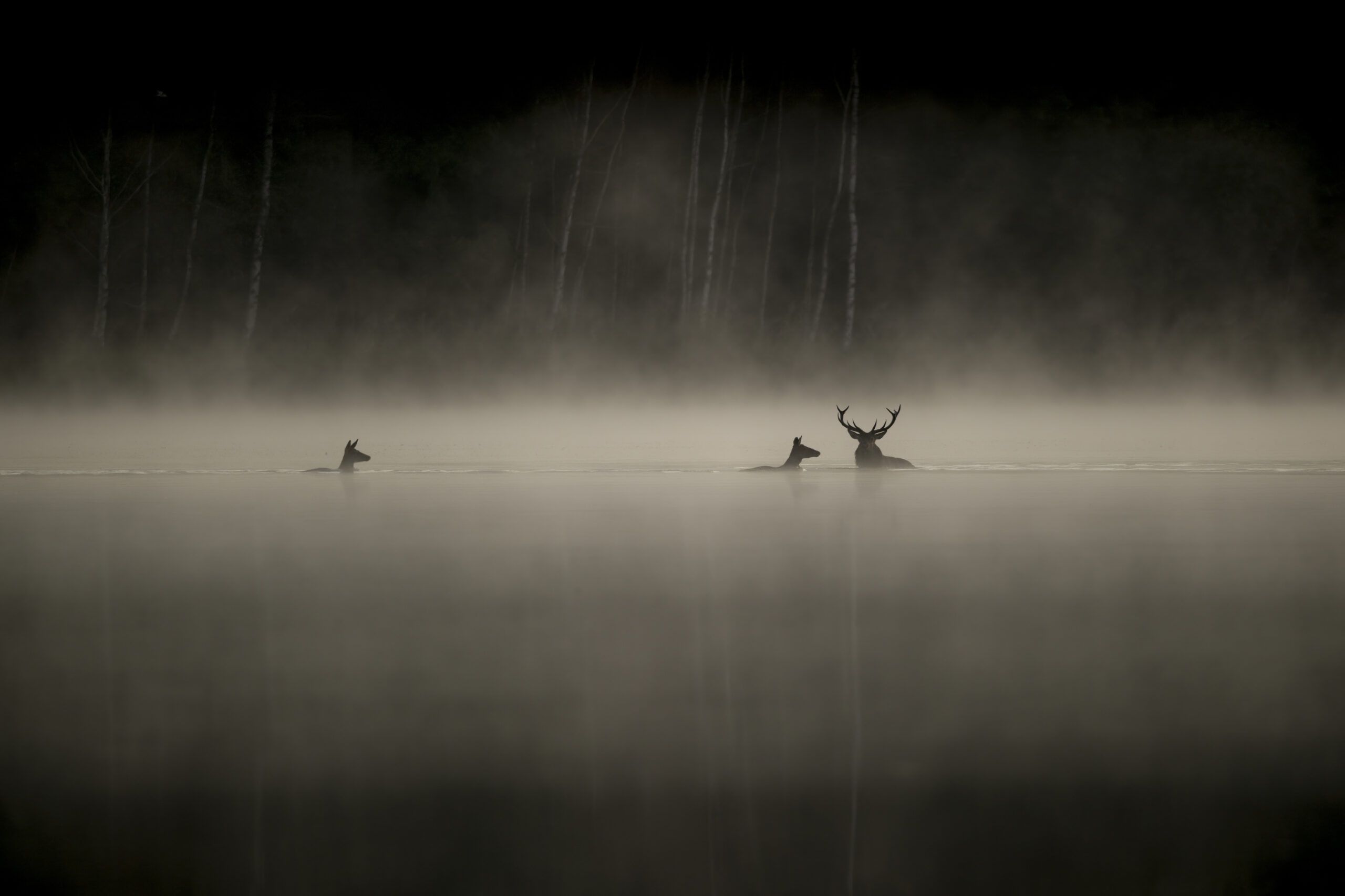 LE CHANT DES FORÊTS