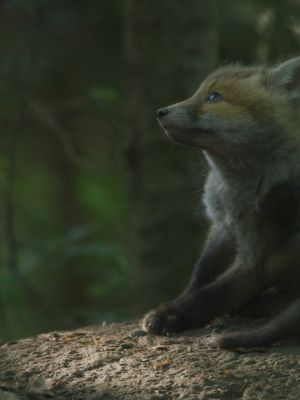 LE TEMPS DES ANIMAUX